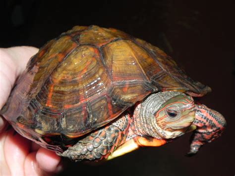 box turtles for sale